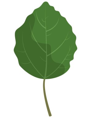 Aspen yaprağı beyaz arkaplanda izole edildi.