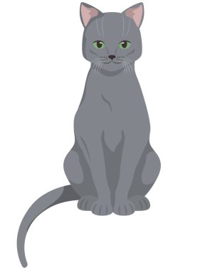 Oturan Rus Mavi Kedisi.