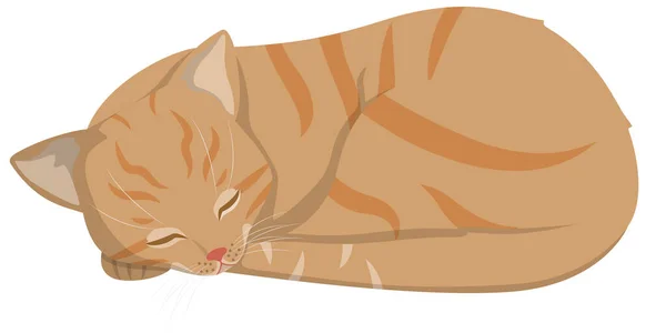 잠자는 고양이 스타일의 아름다운 — 스톡 벡터