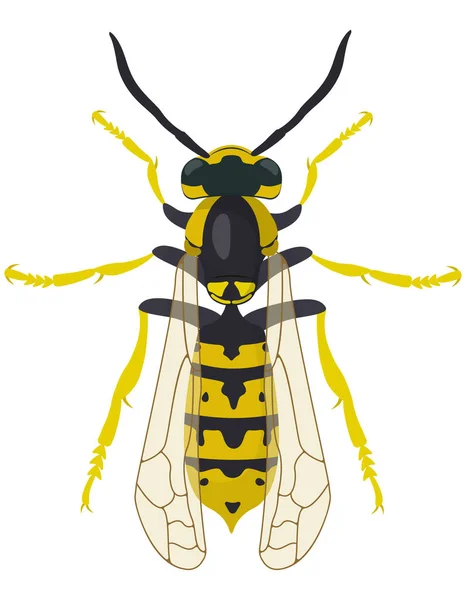 Wasp Vue Dessus Insecte Dans Style Dessin Animé — Image vectorielle