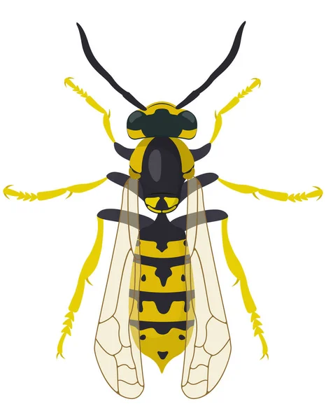 Avispa Vista Superior Insecto Estilo Dibujos Animados — Vector de stock