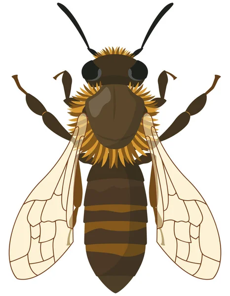 Abeille Vue Dessus Insecte Dans Style Dessin Animé — Image vectorielle