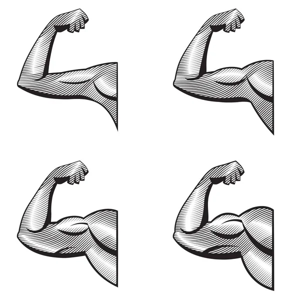 Different arms with contracted biceps. — Stock Vector