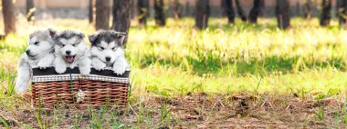 Üç sevimli köpek yavrusu kahverengi bir sepette oturuyor ve kameraya bakıyor. Malamute 'un tüylü beyaz köpek yavruları, doğada kurt köpekleri. Veteriner Tıbbı Bayrağı. Metin için yer.