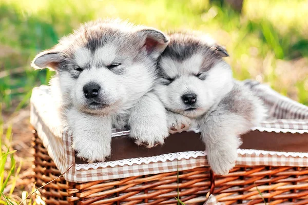 Dois Filhotes Cachorro Malamute Alpino Bonitos Estão Dormindo Uma Cesta — Fotografia de Stock