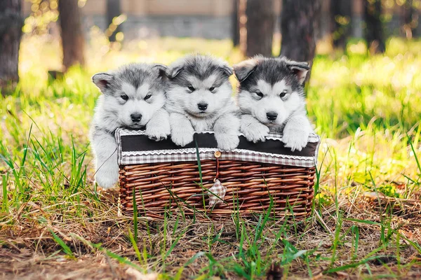 Tiga Anak Anjing Lucu Duduk Keranjang Coklat Dan Melihat Kamera — Stok Foto