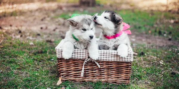 Dois Filhotes Cachorro Malamute Alpino Bonitos Estão Sentados Uma Cesta — Fotografia de Stock