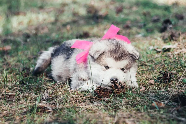 Little Cute Fluffy Husky Puppy Pink Bow His Neck Lies — Stock Photo, Image