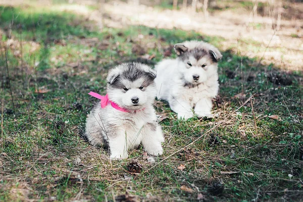 两只可爱的绒毛小狗坐在森林的一个空地上 看着摄像机 毛茸茸的白灰小狗脖子上有蝴蝶结问候卡 兽医学 — 图库照片