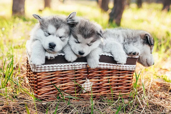 Três Cachorros Bonitos Estão Sentados Uma Cesta Marrom Dormem Filhotes — Fotografia de Stock