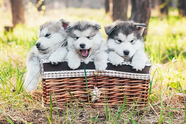 Três Cachorros Bonitos Estão Sentados Uma Cesta Marrom Olhando Para — Fotografia de Stock