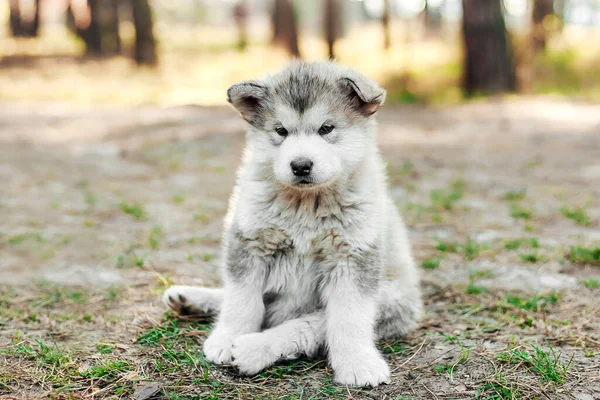 Cute Puppy Sits Butt Looks Camera Shaggy White Gray Puppy — Stok Foto