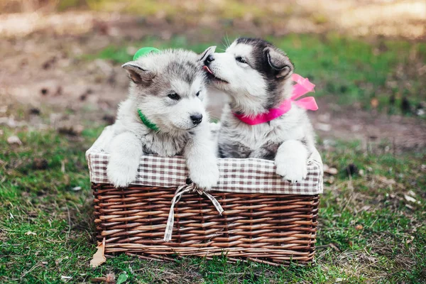 Zwei Süße Malamut Welpen Sitzen Einem Braunen Körbchen Und Lecken — Stockfoto