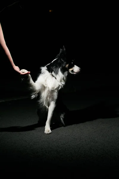 Tímido Frontera Collie Perro Mirando Lejos Sus Propietarios Mano Imagen de archivo