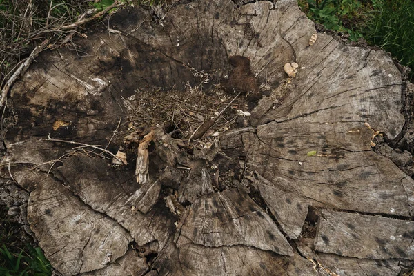 Срубить Большое Старое Дерево Стамп Структура Дерева Крупным Планом — стоковое фото