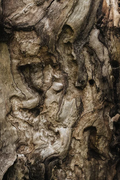 Vieil Écorce Arbre Gros Plan — Photo