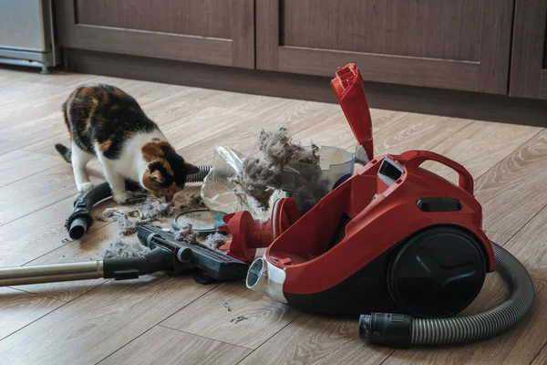 Open vacuum cleaner with garbage and dust. Cleaning of premises. Cat