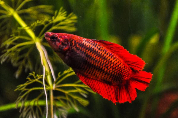 Vrouwelijke Betta Tropische Vis Een Geplant Vers Aquarium — Stockfoto