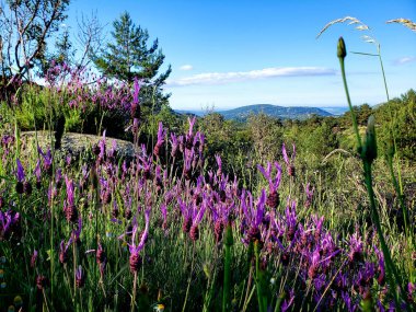 Madrid 'e yakın lavanta ile dağlarda güzel bir manzara yürüyüşü.