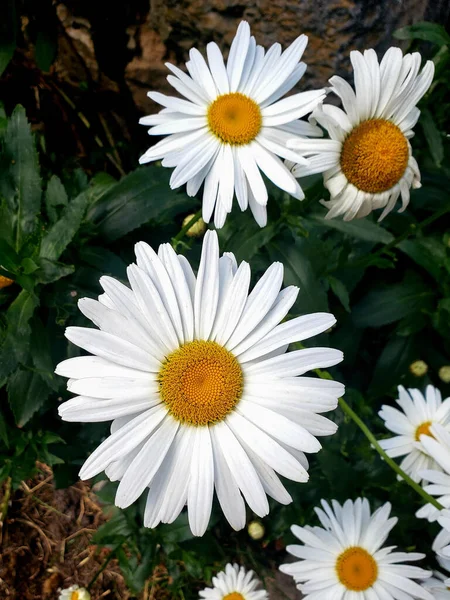 Biały Stokrotka Kwiat Świeżym Zielonym Tle Marguerite — Zdjęcie stockowe