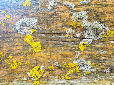 Sarı ve gri liken üzerinde ve eski ahşap yakın dokusu