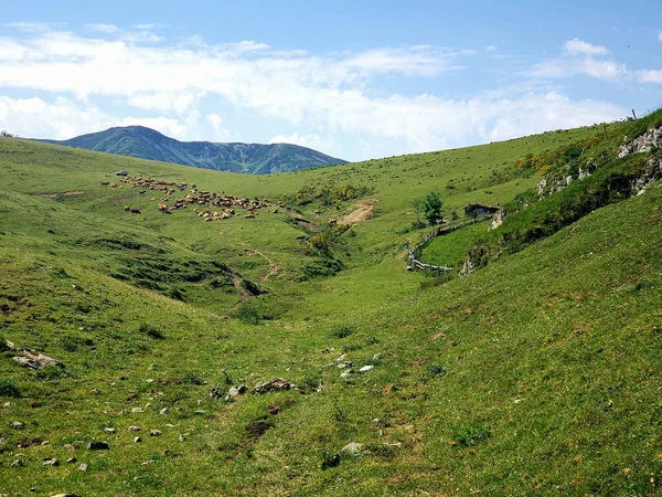 Impresionante Valle Verde Montañoso Asturias Con Vacas — Foto de Stock