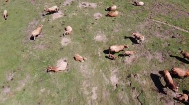 İspanya 'nın Asturias kentindeki bir vadide otlayan inek sürüsünün üzerinde uçan hava aracı. İnsansız hava aracıyla kaçırıldı, uçup gitti