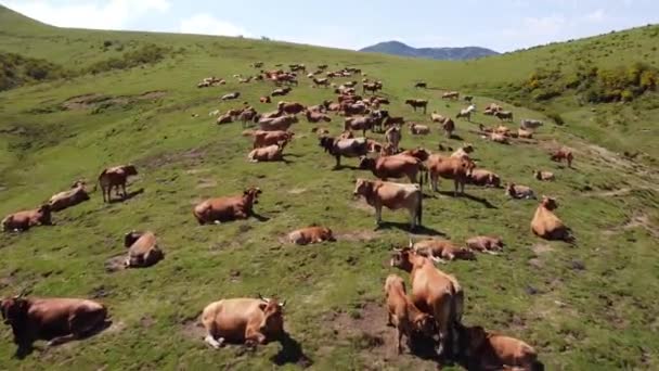 Vol aérien au-dessus d'un troupeau de vaches broutant dans un pâturage par une vallée des Asturies, en Espagne. Pris par drone, survolez