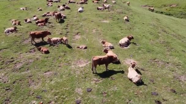 Vol aérien au-dessus d'un troupeau de vaches broutant dans un pâturage par une vallée des Asturies, en Espagne. Pris par drone, survolez