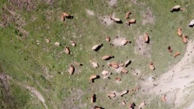 İspanya 'nın Asturias kentindeki bir vadide otlayan inek sürüsünün üzerinde uçan hava aracı. İnsansız hava aracıyla kaçırıldı, uçup gitti