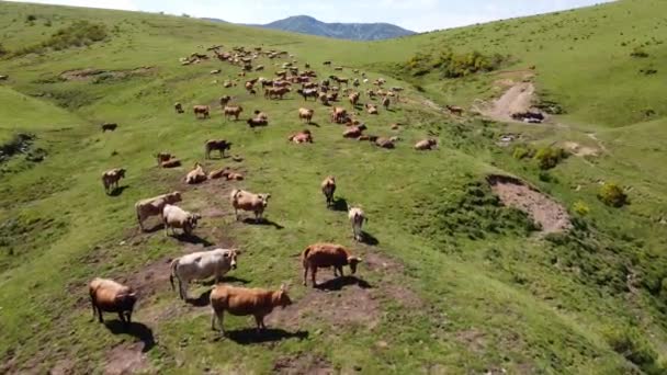 Vol aérien au-dessus d'un troupeau de vaches broutant dans un pâturage par une vallée des Asturies, en Espagne. Pris par drone, survolez