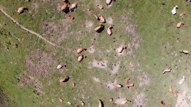 在西班牙阿斯图里亚斯的一个山谷边的牧场上 空中飞越一群正在吃草的奶牛 被无人机击中 飞过去 — 图库视频影像