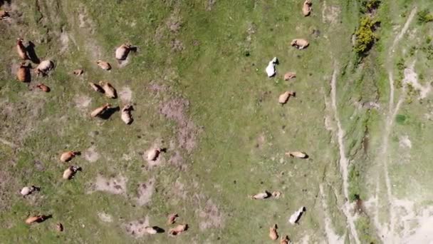 Vol Aérien Dessus Troupeau Vaches Broutant Dans Pâturage Par Une — Video