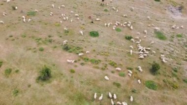 Madrid, İspanya 'da otla beslenen koyun sürüsünün insansız hava aracı görüntüsü. Çayırdaki yaban koyunu sürüsünün üzerinde havadan uçuşlar. Uç