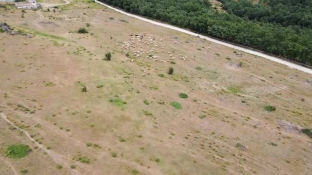 Veduta Aerea Drone Gregge Pecore Che Nutrono Erba Nei Monti — Video Stock