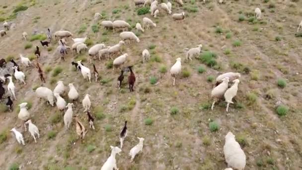 Vista Aérea Drone Rebanho Ovelhas Alimentando Grama Montagens Madrid Espanha — Vídeo de Stock