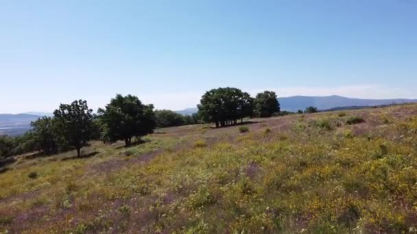 Las Flores Silvestres Amarillas Rosadas Que Florecen Las Colinas Las — Vídeo de stock