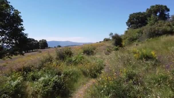 スペインのマドリード山脈の丘に咲く黄色とピンクの野花 ドローンと空中ビデオ パノラマ映画カメラの動き — ストック動画