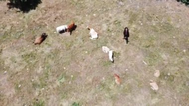 İspanya 'nın Madrid dağlarındaki bir vadide otlayan inek sürüsünün üzerinde uçan hava aracı. İnsansız hava aracıyla kaçırıldı, uçup gitti
