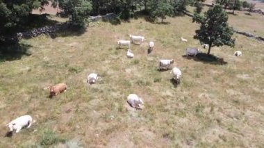 İspanya 'nın Madrid dağlarındaki bir vadide otlayan inek sürüsünün üzerinde uçan hava aracı. İnsansız hava aracıyla kaçırıldı, uçup gitti