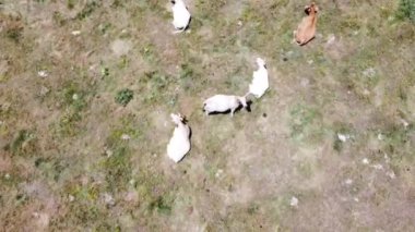 İspanya 'nın Madrid dağlarındaki bir vadide otlayan inek sürüsünün üzerinde uçan hava aracı. İnsansız hava aracıyla kaçırıldı, uçup gitti
