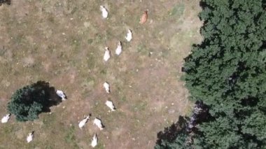 İspanya 'nın Madrid dağlarındaki bir vadide otlayan inek sürüsünün üzerinde uçan hava aracı. İnsansız hava aracıyla kaçırıldı, uçup gitti