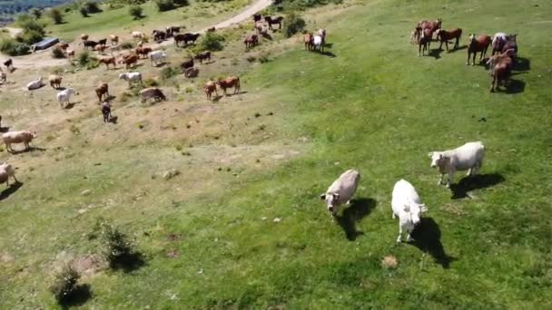 Vol aérien au-dessus d'un troupeau de vaches et de chevaux broutant dans un pâturage par une vallée dans les montagnes de Madrid, en Espagne. Pris par drone, survolez
