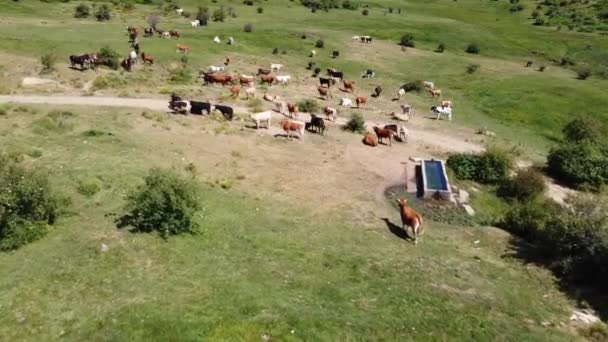 Vol aérien au-dessus d'un troupeau de vaches et de chevaux broutant dans un pâturage par une vallée dans les montagnes de Madrid, en Espagne. Pris par drone, survolez