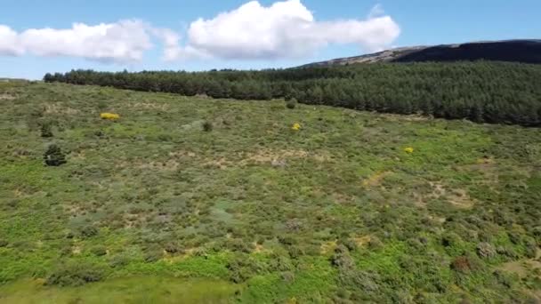 Uitzicht Vanuit Lucht Het Grote Groene Dichte Bos Het Platteland — Stockvideo
