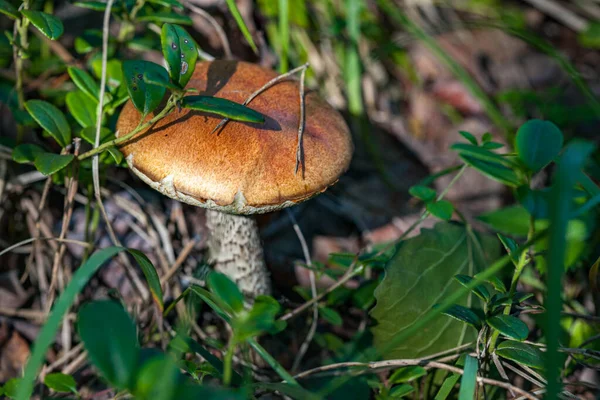 Boletus paddenstoel in een bos Stockfoto