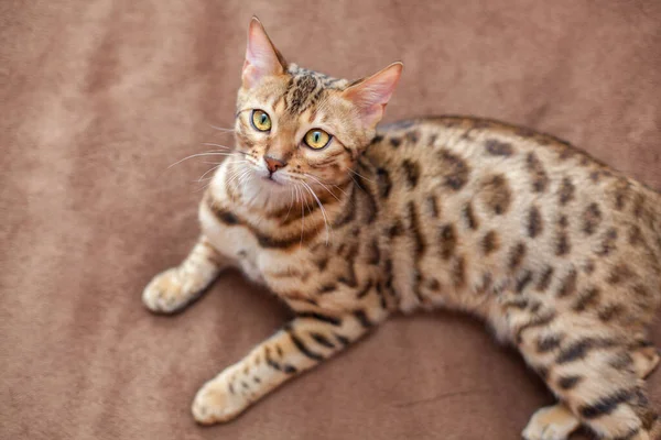 Bengal kedisinin portresi sola bakar.