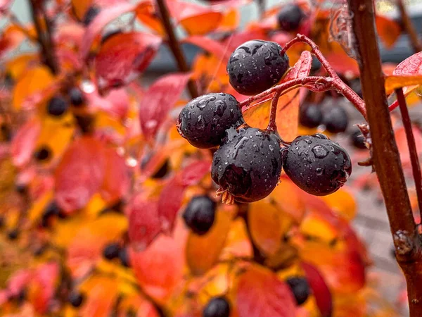 Black winter berries of cotoneaster lucidus with autumn coloured leaves