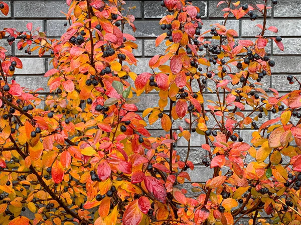 Bayas negras de invierno de cotoneaster lucidus con hojas de color otoño —  Fotos de Stock