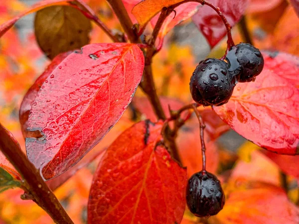 Bayas Negras Invierno Cotoneaster Lucidus Con Hojas Color Otoñal Foto — Foto de Stock